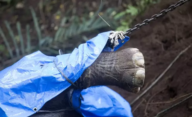 Workers prepare for removal of the carcass of Molly, a 45-year-old female Sumatran elephant that was found dead after being swept away by a flood from Bali Zoo on Monday, in Gianyar, Bali, Indonesia, Tuesday, Dec. 17, 2024. (AP Photo/Firdia Lisnawati)