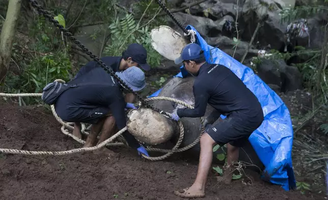 Workers prepare for removal of the carcass of Molly, a 45-year-old female Sumatran elephant that was found dead after being swept away by a flood from Bali Zoo on Monday, in Gianyar, Bali, Indonesia, Tuesday, Dec. 17, 2024. (AP Photo/Firdia Lisnawati)