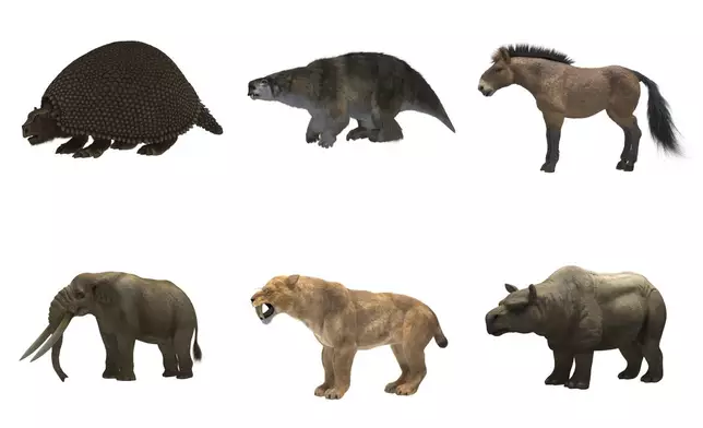 This combination of illustrations provided by researchers in 2024 shows large animals which once roamed prehistoric North and South America. Top row from left, a glyptodon, a lestodon, and a horse. Bottom row from left, a mastodon, a saber-toothed cat and a toxodon. (Mauro Muyano via AP)