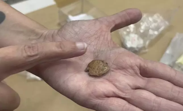 Researcher Mírian Pacheco holds a round, penny-sized sloth fossil dated to around 27,000 years ago, at the University of São Paulo, Brazil, on Sept 2, 2024, saying that unlike most other specimens, its surface is surprisingly smooth, the edges appear to have been deliberately polished, and there’s a tiny hole near one edge. (AP Photo/Christina Larson)