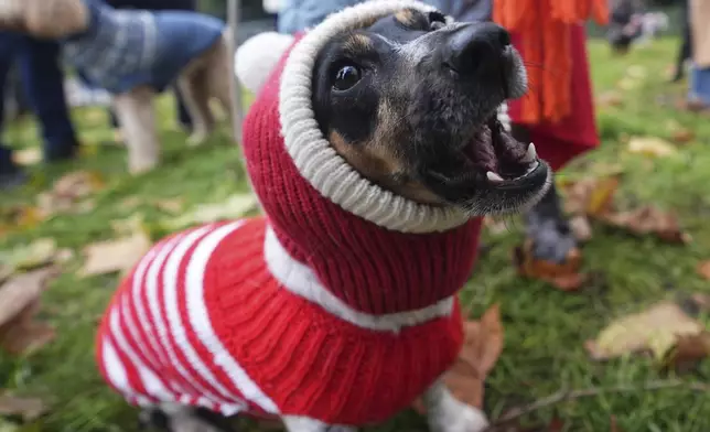 Flossie the dog barks during the Rescue Dogs of London and Friends Christmas Jumper Parade, in central London on Saturday Nov. 30, 2024. (James Manning/PA via AP)