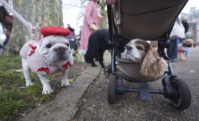 People and dogs take part during the Rescue Dogs of London and Friends Christmas Jumper Parade, in central London on Saturday Nov. 30, 2024. (James Manning/PA via AP)