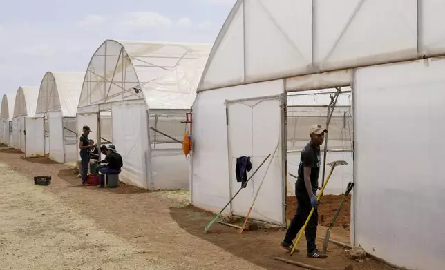 People do farming works at the Westonaria agricultural park near Bekkersdal, east of Johannesburg, South Africa, Friday, Oct. 11, 2024. (AP Photo/Themba Hadebe)