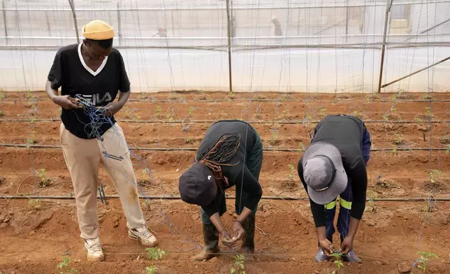 Workers stringing tomatoes at the Westonaria agricultural park near Bekkersdal, east of Johannesburg, South Africa, Friday, Oct. 11, 2024. (AP Photo/Themba Hadebe)