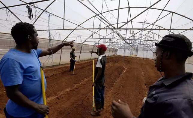 Workers communicate using a sign language whilst tilling the soil at the Westonaria agricultural park near Bekkersdal, east of Johannesburg, South Africa, Friday, Oct. 11, 2024. (AP Photo/Themba Hadebe)