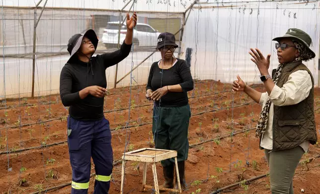 Entrepreneur Matebogo Victoria, right, communicate using a sign language with co-workers as they line up strings for tomatoes at the Westonaria agricultural park near Bekkersdal, east of Johannesburg, South Africa, Friday, Oct. 11, 2024. (AP Photo/Themba Hadebe)