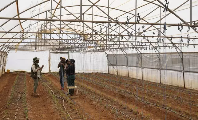 Entrepreneur Matebogo Victoria communicate using a sign language with co-workers at the Westonaria agricultural park near Bekkersdal, east of Johannesburg, South Africa, Friday, Oct. 11, 2024. (AP Photo/Themba Hadebe)