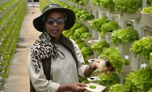 Matebogo Victoria shows lettuce grown from hydroponic farming at the Westonaria agricultural park near Bekkersdal, east of Johannesburg, South Africa, Friday, Oct. 11, 2024. (AP Photo/Themba Hadebe)