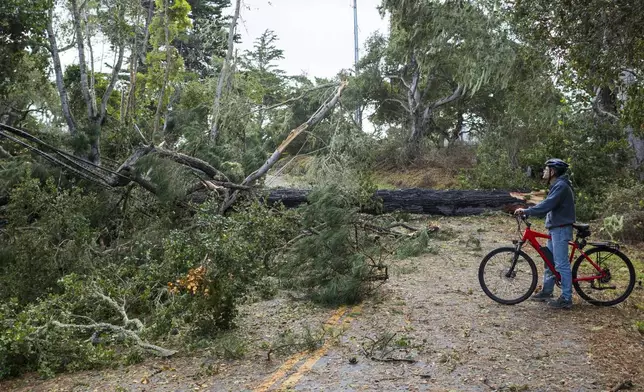 A cyclist looks at a large tree that took out power lines as it fell across Sylan Road in Monterey, Calif., Saturday, Dec. 14, 2024. (AP Photo/Nic Coury)