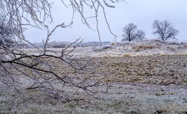 Ice accumulates on Trees, grass, and corn stalks in North Liberty, Iowa on Saturday, Dec. 14, 2024. (Nick Rohlman/The Gazette via AP)