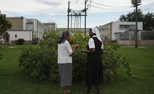 Sister Judith Thérèse Barial, left, and Sister Seyram Mary Adzokpa pick figs in the yard of the Sisters of the Holy Family motherhouse in New Orleans, Tuesday, June 25, 2024. (AP Photo/Jessie Wardarski)