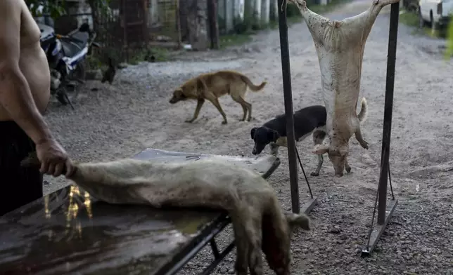 Dante Andino prepares to plunge a dead pig into boiling water in Villa Gobernador Galvez, Argentina, Tuesday, Dec. 10, 2024. (AP Photo/Rodrigo Abd)