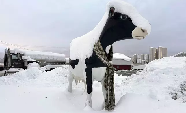 Snow rests on top of a cow sculpture in Lowville, N.Y., on Sunday Dec, 1, 2024. (AP Photo/Cara Anna)