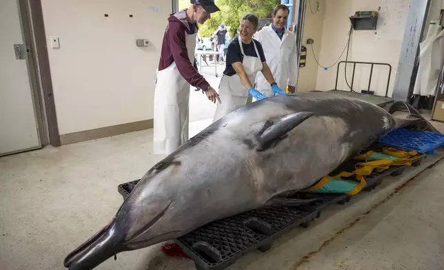 International scientists, Alexander Werth, from left, professor Joy Reidenberg and Michael Denk study a male spade-toothed whale ahead of a dissection at Invermay Agricultural Centre, Mosgiel, near Dunedin, New Zealand, Monday, Dec. 2, 2024. (AP Photo/Derek Morrison)