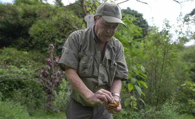 Steve Collins, a butterfly collector and the founder of the African Butterfly Research Institute (ABRI), holds a butterfly in Nairobi, Kenya, Monday, Dec. 9, 2024. (AP Photo/Brian Inganga)