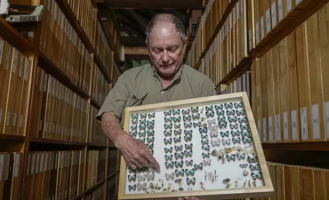 Steve Collins, a butterfly collector and the founder of the African Butterfly Research Institute (ABRI), holds a butterfly collection box in Nairobi, Kenya, Monday, Dec. 9, 2024. (AP Photo/Brian Inganga)