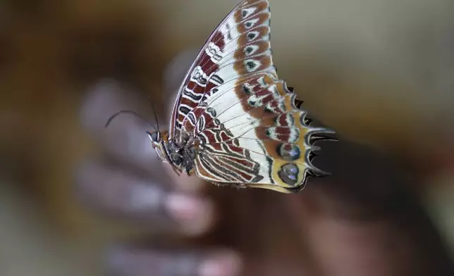 Edgar Emojong, assistant butterfly collector at the African Butterfly Research Institute (ABRI), holds a butterfly in Nairobi, Kenya, Monday, Dec. 9, 2024. (AP Photo/Brian Inganga)