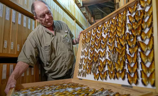 Steve Collins, a butterfly collector and the founder of the African Butterfly Research Institute (ABRI), holds a butterfly collection box in Nairobi, Kenya, Monday, Dec. 9, 2024. (AP Photo/Brian Inganga)