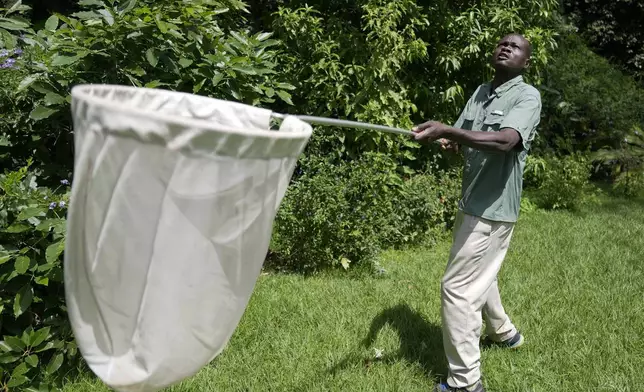 Edgar Emojong, assistant butterfly collector at the African Butterfly Research Institute (ABRI), catches butterflies in Nairobi, Kenya, Monday, Dec. 9, 2024. (AP Photo/Brian Inganga)