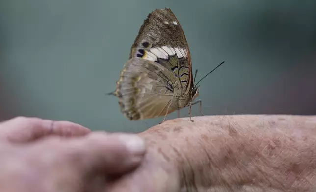 Steve Collins, a butterfly collector and the founder of the African Butterfly Research Institute (ABRI), holds a butterfly in Nairobi, Kenya, Monday, Dec. 9, 2024. (AP Photo/Brian Inganga)