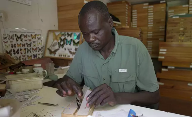 Edgar Emojong, assistant butterfly collector at the African Butterfly Research Institute (ABRI), pins a butterfly in Nairobi, Kenya, Monday, Dec. 9, 2024. (AP Photo/Brian Inganga)