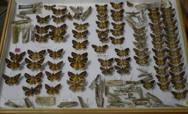 A butterfly collection box at a storeroom at the African Butterfly Research Institute (ABRI) in Nairobi, Kenya, Monday, Dec. 9, 2024. (AP Photo/Brian Inganga)