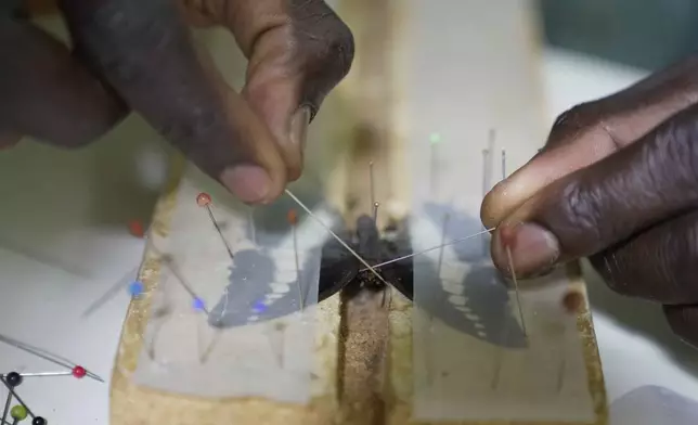 Assistant butterfly collector Edgar Emojong pins a butterfly at the African Butterfly Research Institute (ABRI) in Nairobi, Kenya, Monday, Dec. 9, 2024. (AP Photo/Brian Inganga)