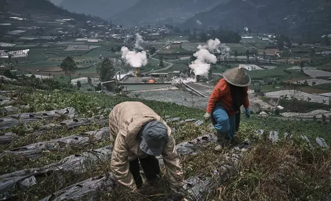 Farmers tend to their field as steam rises from a geothermal power plant in Dieng, Central Java, Indonesia, Nov. 15, 2024. (AP Photo/Beawiharta)