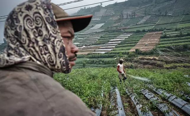 Farmers tend to their field in Dieng, Central Java, Indonesia, Nov. 15, 2024. (AP Photo/Beawiharta)