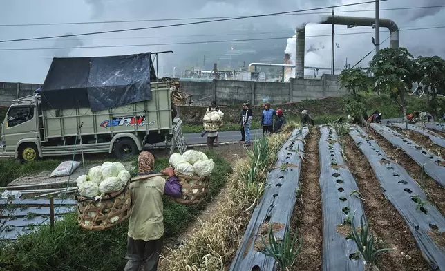 Farmers carry newly-harvested cabbages to a waiting truck as steam rises from a geothermal power plant in Dieng, Central Java, Indonesia, Nov. 15, 2024. (AP Photo/Beawiharta)