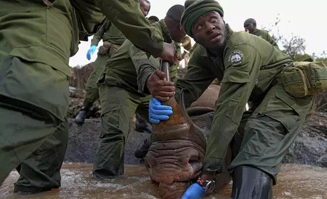 Kenya Wildlife Service rangers and capture team pull a sedated black rhino from the water in Nairobi National Park, Kenya, on Jan. 16, 2024, as part of a rhino relocation project to move 21 of the critically endangered beasts hundreds of miles to a new home. (AP Photo/Brian Inganga)