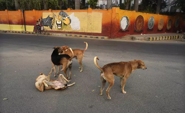 Stray dogs relax on a street next to a wall freshly painted as part of a beautification drive, in preparation for the upcoming Maha Kumbh Mela, one of the world's largest religious festivals, in Prayagraj, India, Sunday, Dec. 1, 2024. (AP Photo/Rajesh Kumar Singh)