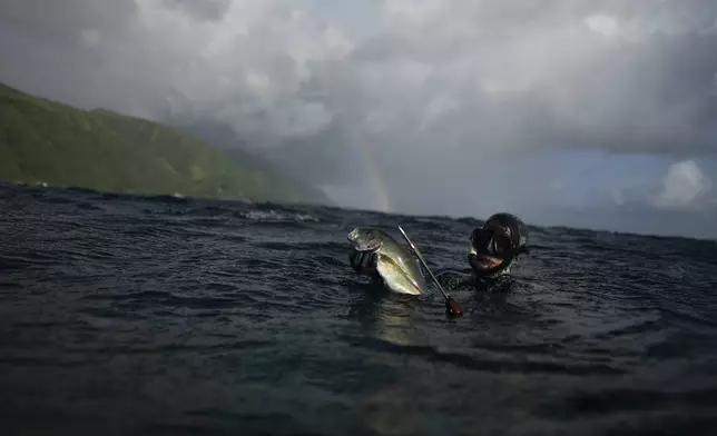 Naiki Vaast spearfishes along the coral reef in Vairao, Tahiti, French Polynesia, Jan. 17, 2024. (AP Photo/Daniel Cole)