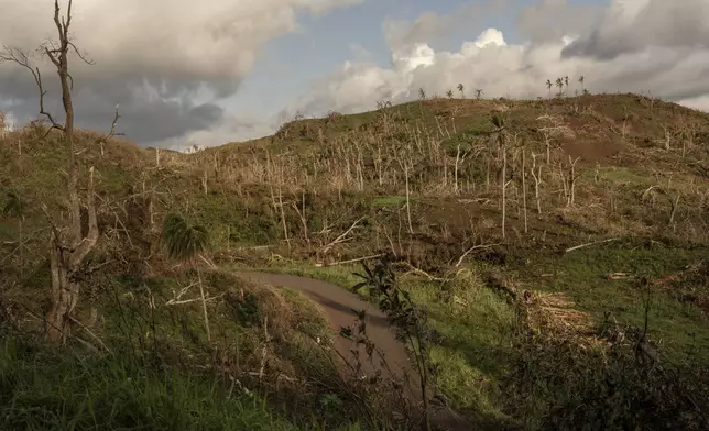 A road snakes through a forest of shredded trees near Mirereni, Mayotte, Friday, Dec. 20, 2024. (AP Photo/Adrienne Surprenant)