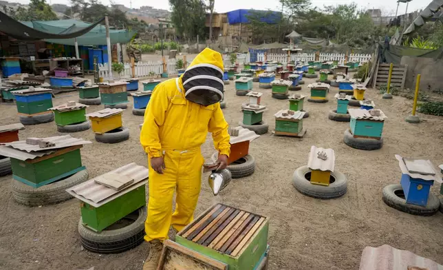 Beekeeper Alfredo Santiago, who also rescues bees, uses a bee smoker before opening a beehive, on the patio of his home, on the outskirts of Lima, Peru, Friday, Nov. 29, 2024. (AP Photo/Guadalupe Pardo)