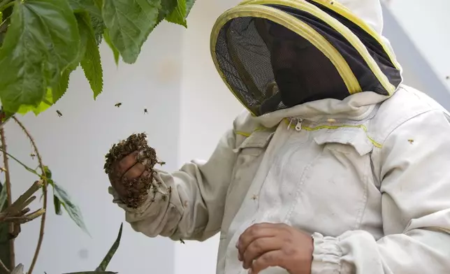 Bee rescuer Alfredo Santiago removes a colony of bees from a house garden, in Lima, Peru, Wednesday, Nov. 27, 2024. (AP Photo/Guadalupe Pardo)