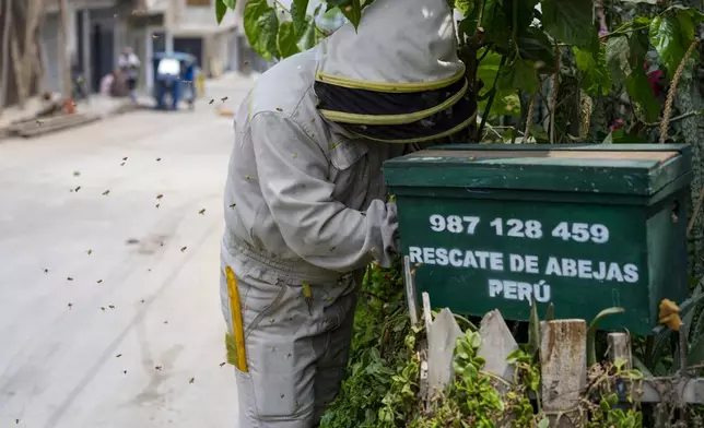 Beekeeper and rescuer Alfredo Santiago removes a colony of bees from a house garden, in Lima, Peru, Wednesday, Nov. 27, 2024. (AP Photo/Guadalupe Pardo)