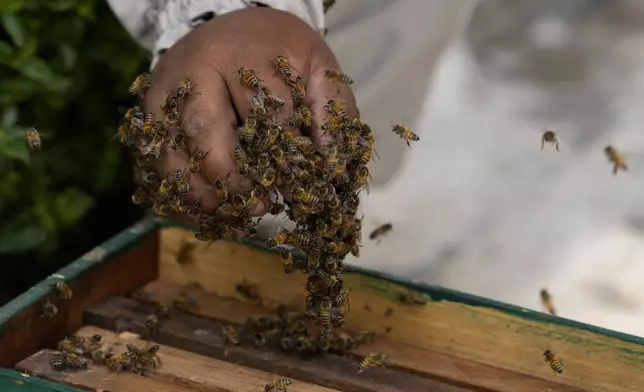 Beekeeper and rescuer Alfredo Santiago removes a colony of bees from a house garden, in Lima, Peru, Wednesday, Nov. 27, 2024. (AP Photo/Guadalupe Pardo)