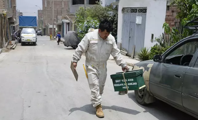 Beekeeper and rescuer Alfredo Santiago carries a box containing a beehive recovered from a house garden, in Lima, Peru, Wednesday, Nov. 27, 2024. (AP Photo/Guadalupe Pardo)