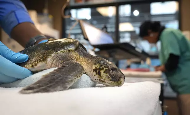 Intern Leighton Graham holds a Kemp's ridley sea turtle at a New England Aquarium marine animal rehabilitation facility in Quincy, Mass., Tuesday, Dec. 3, 2024. (AP Photo/Steven Senne)