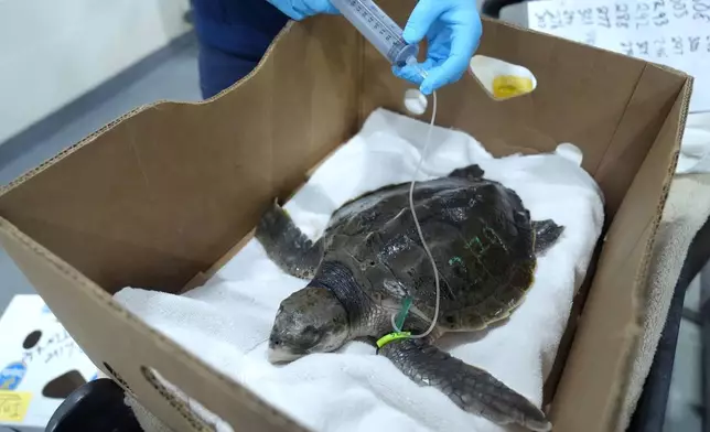 A Kemp's ridley sea turtle receives fluids from a syringe at a New England Aquarium marine animal rehabilitation facility in Quincy, Mass., Tuesday, Dec. 3, 2024. (AP Photo/Steven Senne)