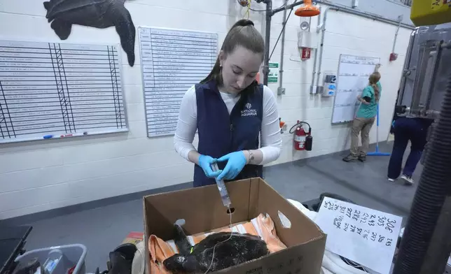 Margot Madden, a biologist with the National Aquarium, uses a syringe to hydrate a Kemp's ridley sea turtle at a New England Aquarium marine animal rehabilitation facility in Quincy, Mass., Tuesday, Dec. 3, 2024. (AP Photo/Steven Senne)