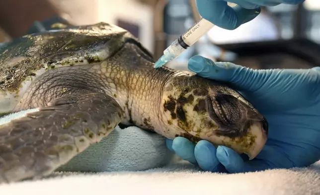 A Kemp's ridley sea turtle has a blood sample drawn at a New England Aquarium marine animal rehabilitation facility, in Quincy, Mass., Tuesday, Dec. 3, 2024. (AP Photo/Steven Senne)