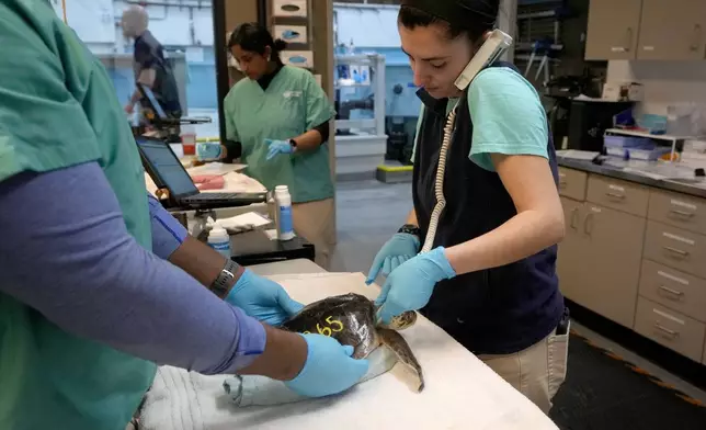 Biologist Sammi Chaves, right, listens to the pulse of a Kemp's ridley sea turtle at a New England Aquarium marine animal rehabilitation facility in Quincy, Mass., Tuesday, Dec. 3, 2024. (AP Photo/Steven Senne)