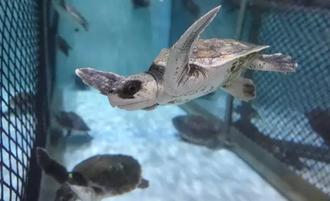 A Kemp's ridley sea turtle swims in a tank at a New England Aquarium marine animal rehabilitation facility in Quincy, Mass., Tuesday, Dec. 3, 2024. (AP Photo/Steven Senne)