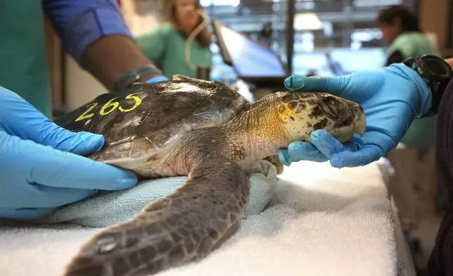 Intern Leighton Graham, left, and biologist Sammi Chaves, right, examine a Kemp's ridley sea turtle at a New England Aquarium marine animal rehabilitation facility in Quincy, Mass., Tuesday, Dec. 3, 2024. (AP Photo/Steven Senne)