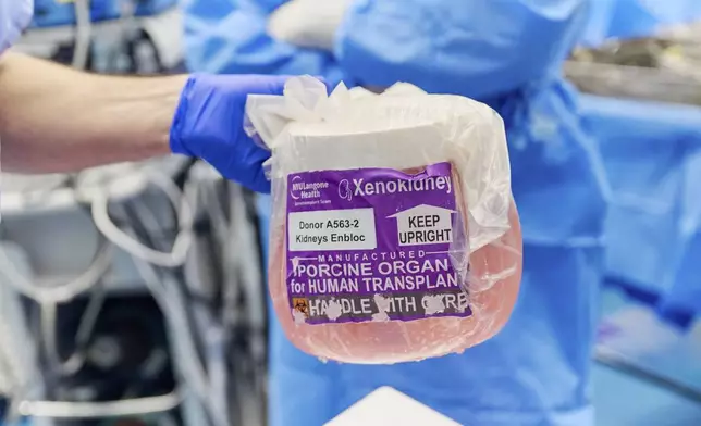 The gene-edited pig kidney is removed from its package in the operating room at NYU Langone Health in New York City on Nov. 25, 2024. (Joe Carrotta for NYU Langone Health via AP)