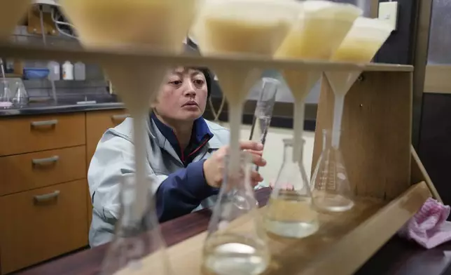 Sake brewer Mie Takahashi checks components of fermentation mash from different sake making processes in order to achieve certain qualities for each brand of sake at her Koten sake brewery in Okaya, central Japan, Saturday, Nov. 30, 2024. (AP Photo/Hiro Komae)