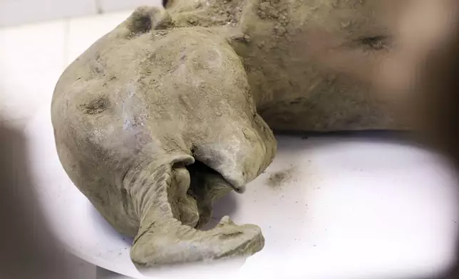 In this photo released by the Mammoth Museum at the Russian North-Eastern Federal University on Monday, Dec. 23, 2024, the remains of a 50,000-year-old baby mammoth uncovered by melting permafrost in Russia's Siberia, is displayed. (Michil Yakovlev, Mammoth Museum at the Russian North-Eastern Federal University telegram channel via AP)