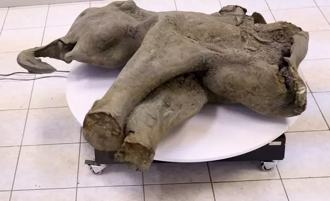 In this photo released by the Mammoth Museum at the Russian North-Eastern Federal University on Monday, Dec. 23, 2024, the remains of a 50,000-year-old baby mammoth uncovered by melting permafrost in Russia's Siberia, is displayed. (Michil Yakovlev, Mammoth Museum at the Russian North-Eastern Federal University telegram channel via AP)